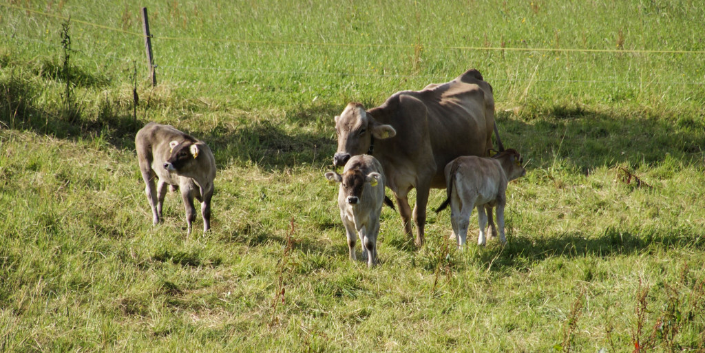 Three baby cows!